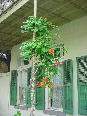 BalconyPoleVine.jpg
