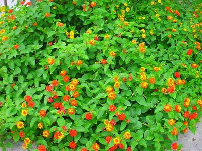 Lantana.jpg