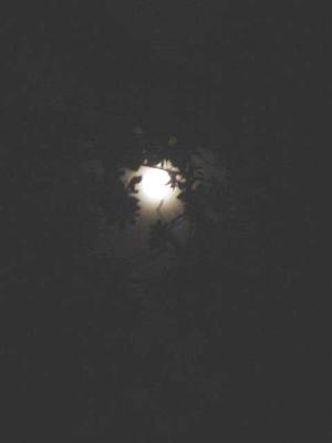 FullMoonTree.jpg