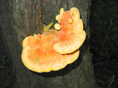 123-2352_IMG.JPG