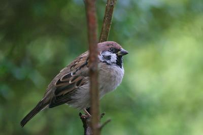 Dreamy sparrow