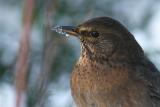 Thrush Portrait