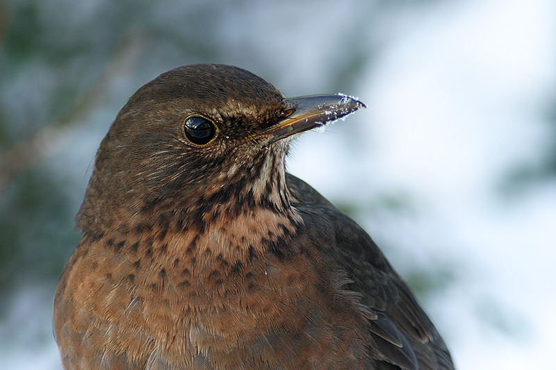 Thrush Portrait