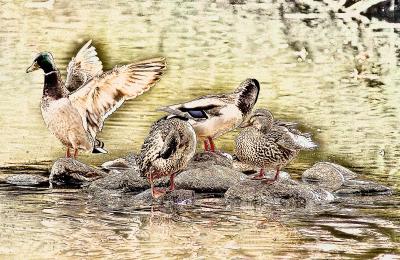 Ducks by Antoine
