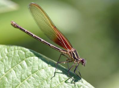 Dragon Fly, Tamron 90mm F2.8 Macro