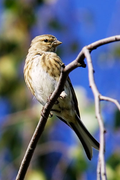 Yellowhammer