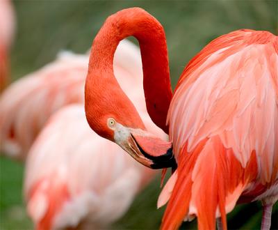 flamingo.