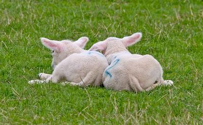 lambs