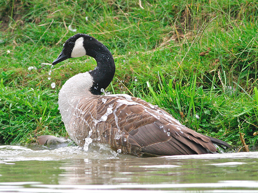 Canada Goose Bathing