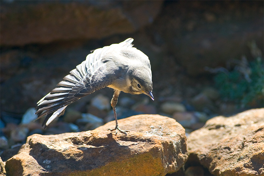 Pied Wagtail Chick Stretching .