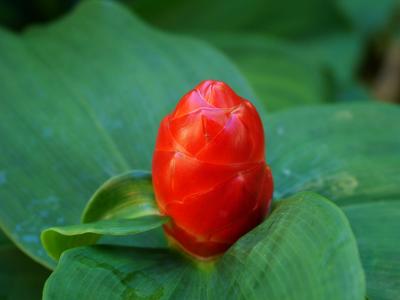 Indian Feather Ginger Bud