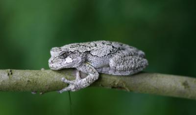 out on a limb