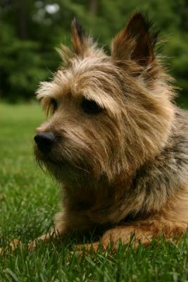 terrier at watch