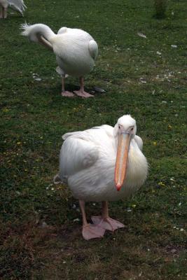 u36/ayalofer/medium/32276149.st.jamesparklondon.jpg