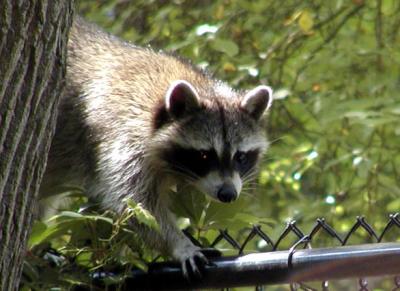 u36/balobo/medium/23478334.coon1004copy.jpg