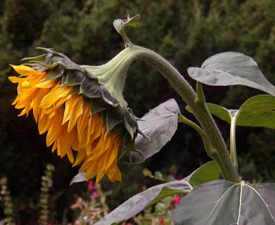 sunflowersideDSCN0918.jpg