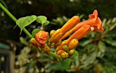 orangebudfsDSC04352.jpg