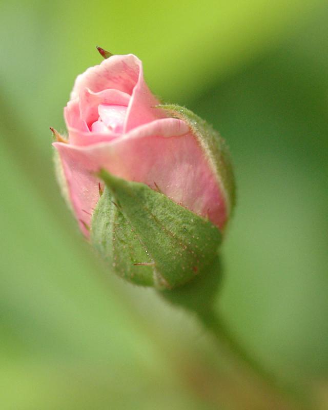 Rosebud