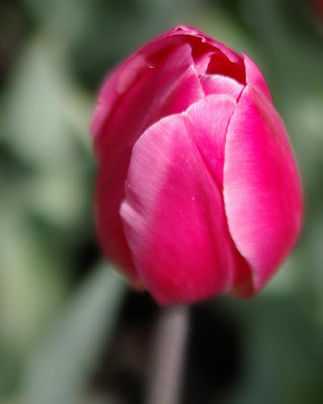 Red Tulip