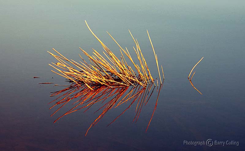 Reflected reeds.jpg
