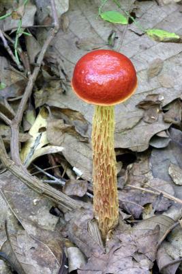 Shaggy-stalked Bolete - boletellus betula