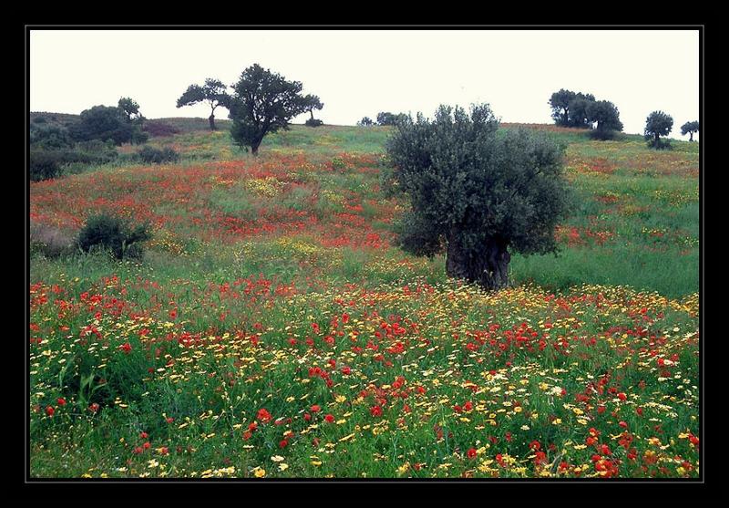 Meadow,Italy