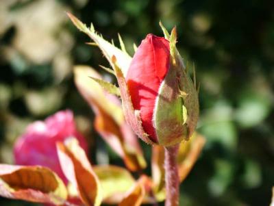 u36/bcamerad/medium/34598220.Latebloomercolor.jpg