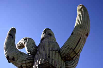 Sahuarita Saguaro