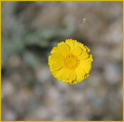u36/bearpaw/medium/32165663.yellow_flower_bee.jpg