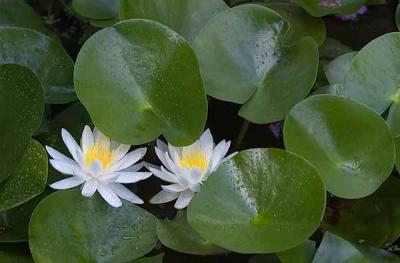 Water Lilly, July 2004