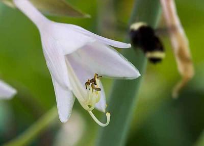Flight of the Bumble Bee