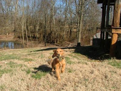 Rusty playing fetch