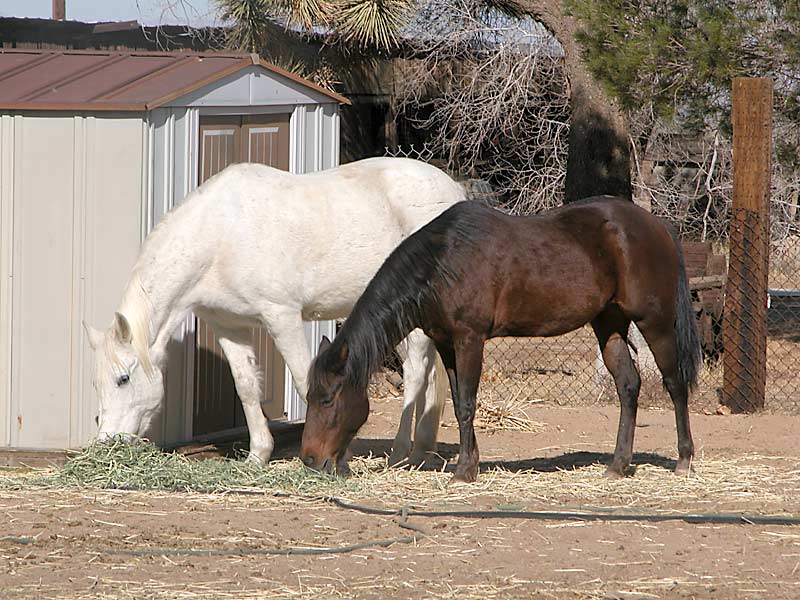 Mocha and Missy