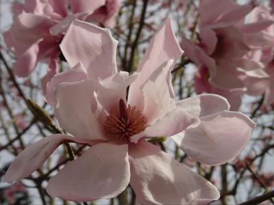 Norm Babcock: Spring Magnolias