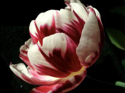 Deb Berry: Tulip