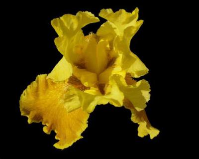 Don Cooper: Yellow Iris