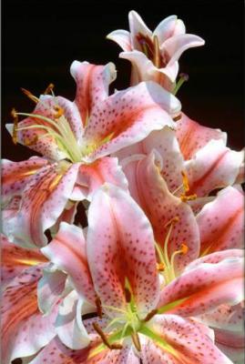 Pat Egaas: Pink Lilies