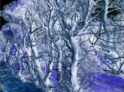 David Warren: Ghost Trees