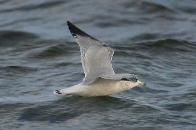 Ring Billed Gull I