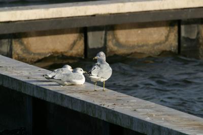 Ring Billed Gull II