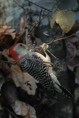Red Bellied Woodpecker Feeding