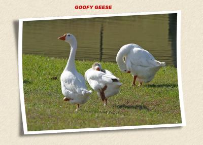 goofy geesefront.jpg