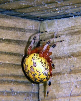 wYellow Spider4.jpg