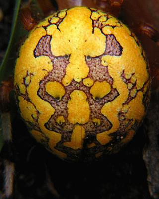 wYellow Spider1.jpg