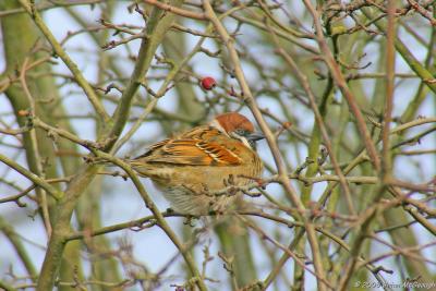 tree sparrow2.jpg