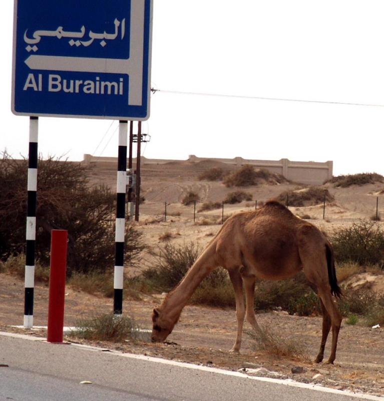 Wild Camel grazing on the side of the road near Buraimi