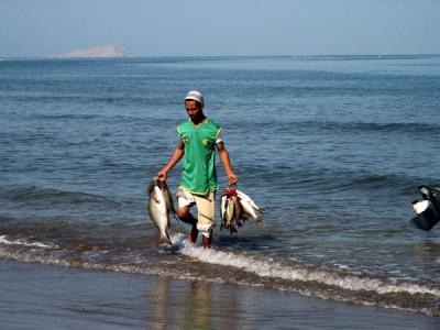 Bringing in the catch of the day, Barka fish market