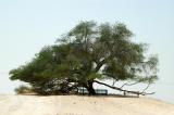 The Tree of Life, Bahrain