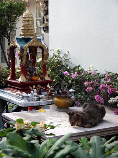 Cat and neighborhood shrine, Bangkok