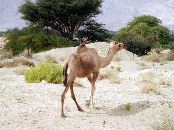 Camel, Oman